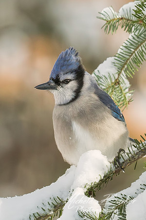 Blue Jay