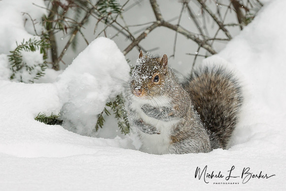 Grey Squirrel
