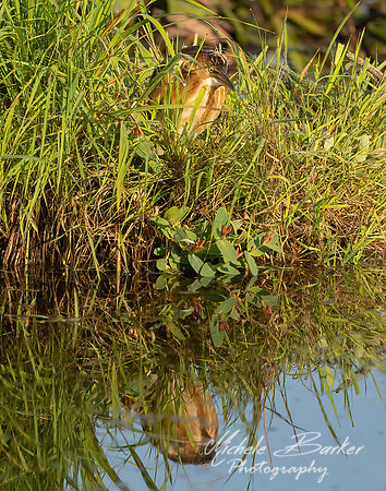 Least Bittern - Juvenile