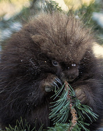Young Porcupine