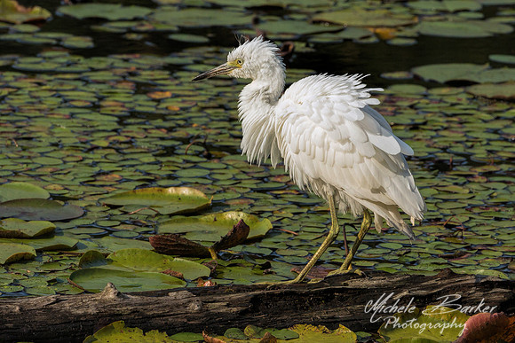 Little Blue Heron