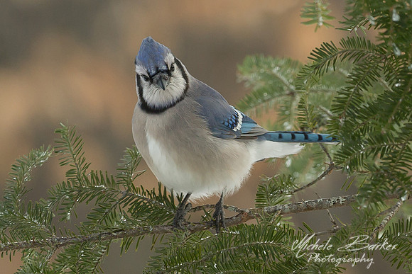 Blue Jay