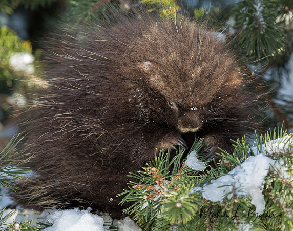 Young Porcupine