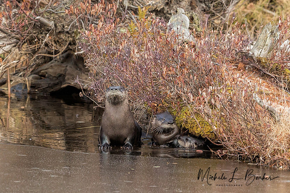 North American River Otters