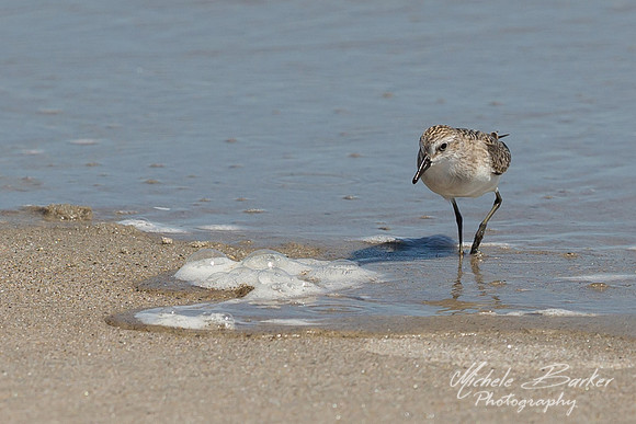 Sandpiper