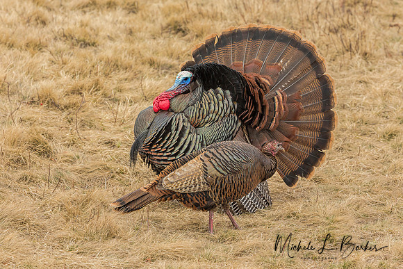 Male Turkey displaying for Female Turkey
