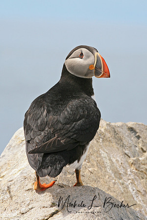 Puffin