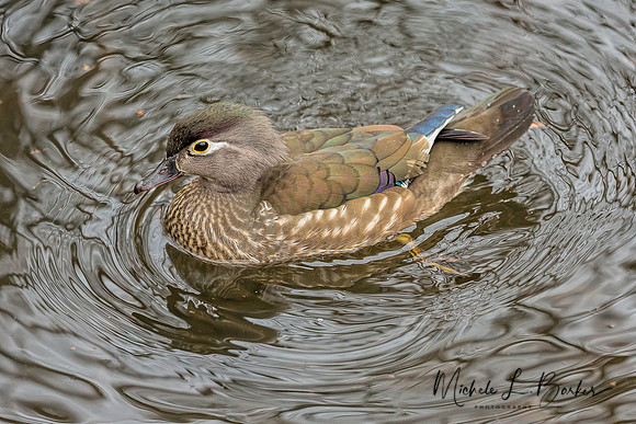 Female Wood Duck