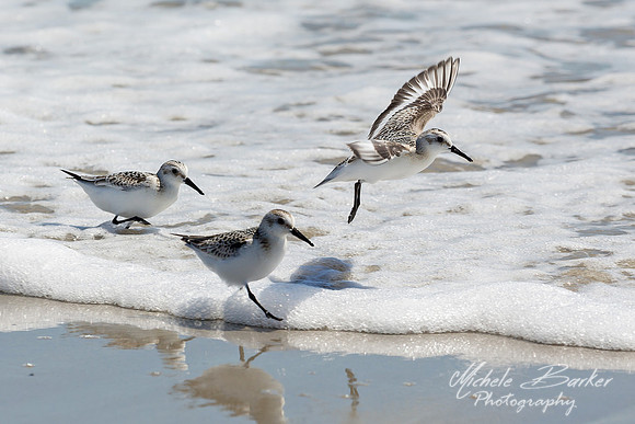 Sandpipers