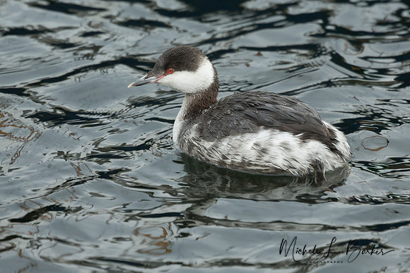 Horned Grebe