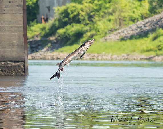 Short Nose Sturgeon