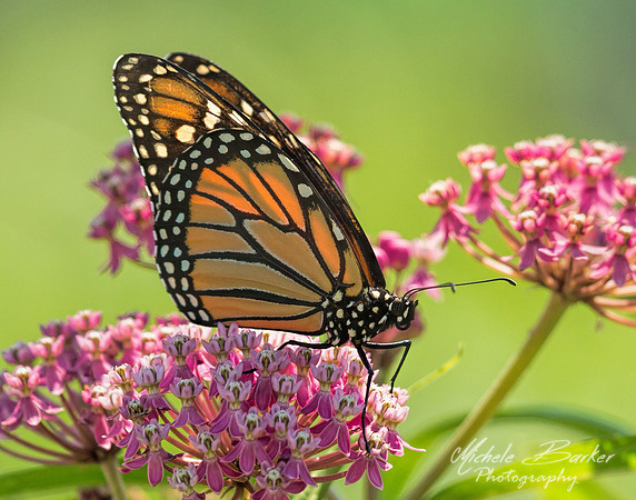 Monarch Butterfly