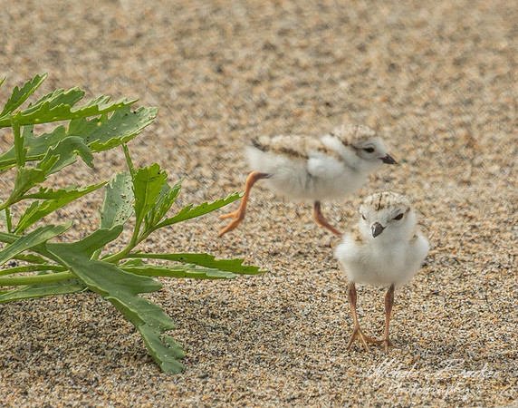 Piping Plover Chicks
