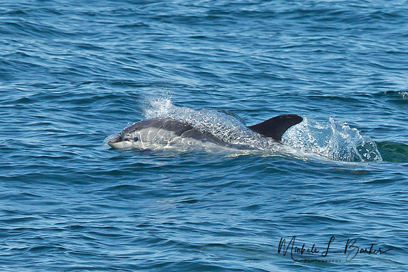 North American White Sided Dolphin