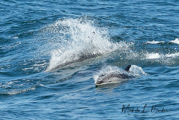 North American White Sided Dolphins