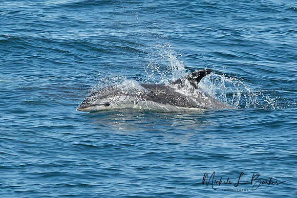 North American White Sided Dolphin
