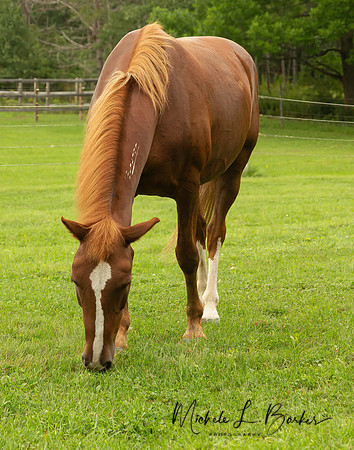 Gelding