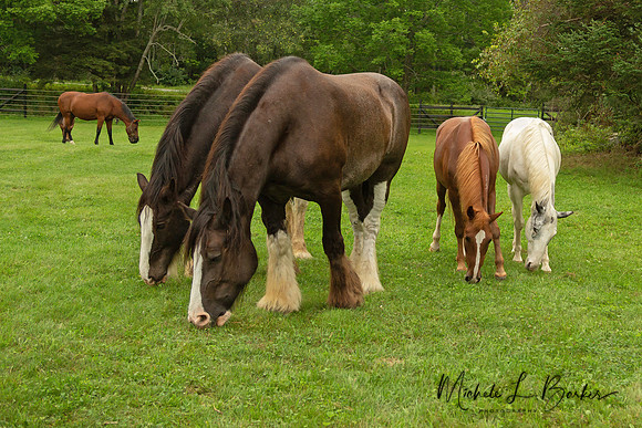 Clydesdales and Geldings