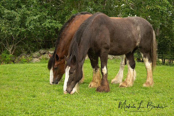 Clydesdales