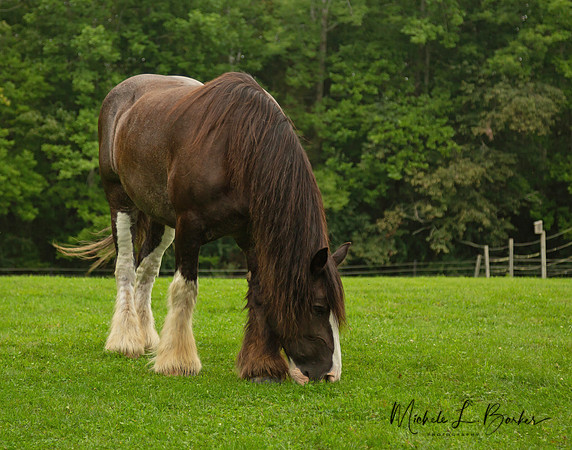 Clydesdale