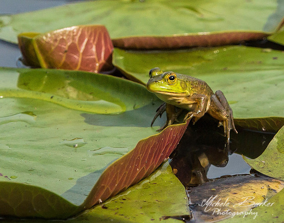 Frog climbing onto lily pad