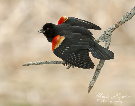 Red Wing Blackbird
