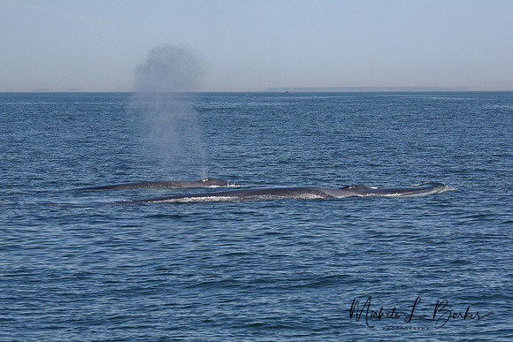 Fin Whales