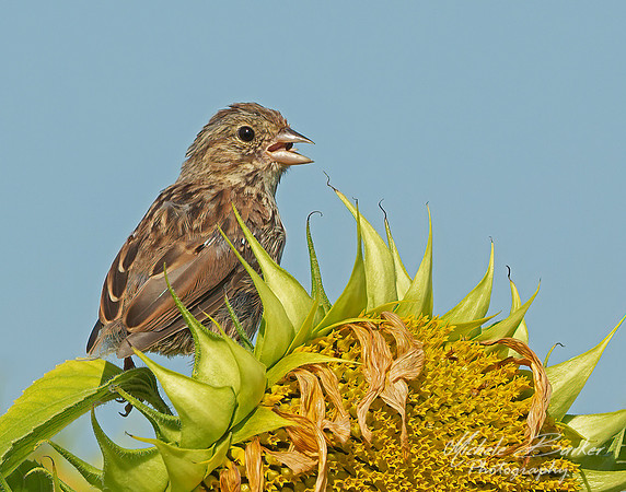 House Sparrow getting sunflower seeds