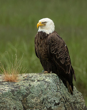 Bald Eagle looking content sitting in the rain