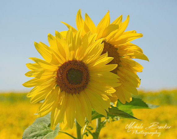 Sunflowers