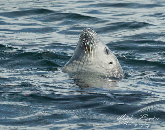 Harbor Seal off the coast of Maine