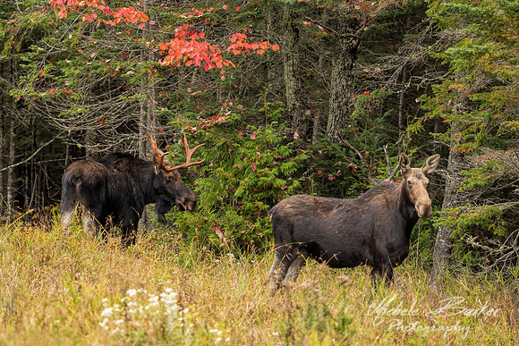 Bull and Cow Moose