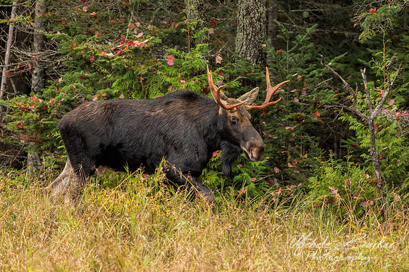 Bull Moose