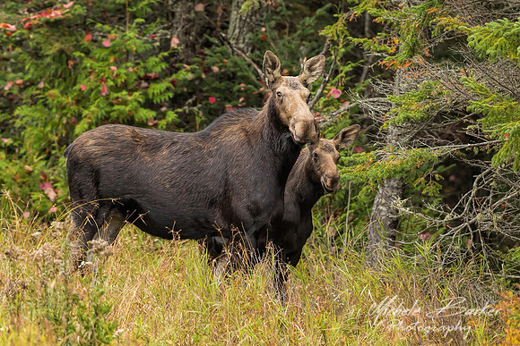 Cow Moose and Calf