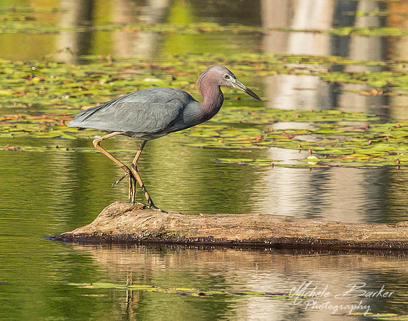 Adult Little Blue Heron