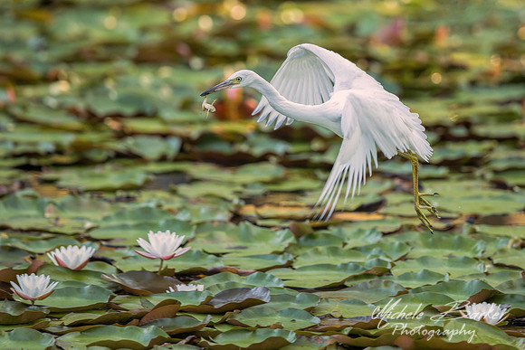 Juvenile Little Blue Heron in flight with frog