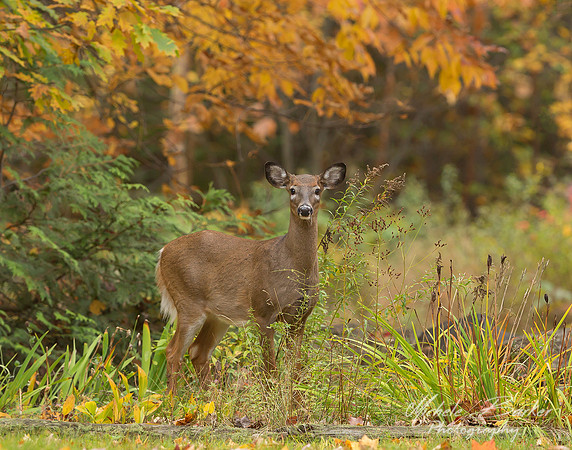 White Tail Deer