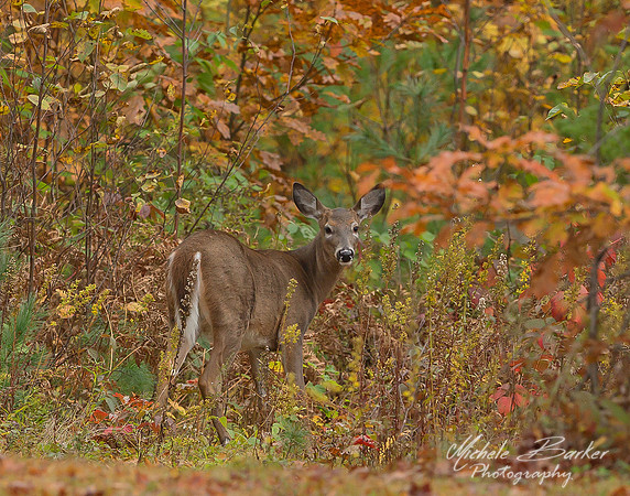 White Tail Deer