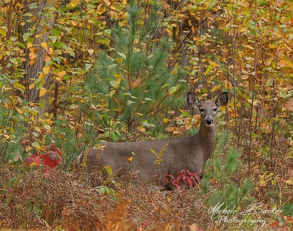 White Tail Deer