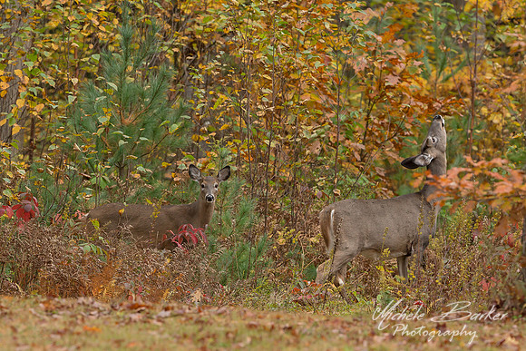 White Tail Deer