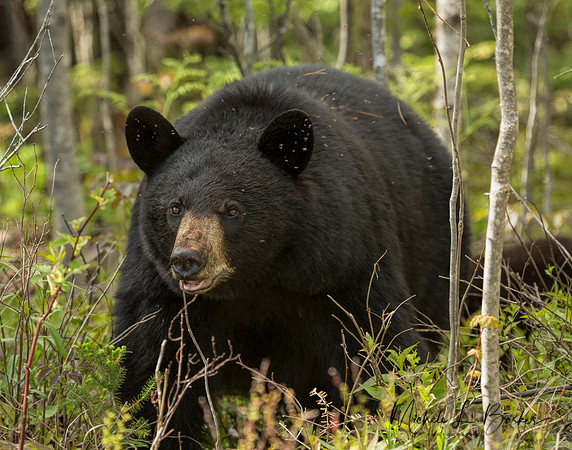 Black Bear
