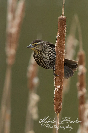 Female Red Wing Blackbird