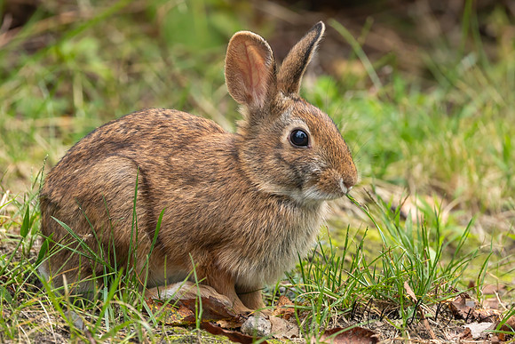 Rabbit