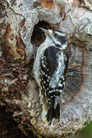 Downy Woodpecker