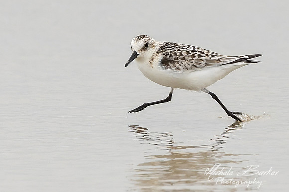 Semipalmated Sandpipers