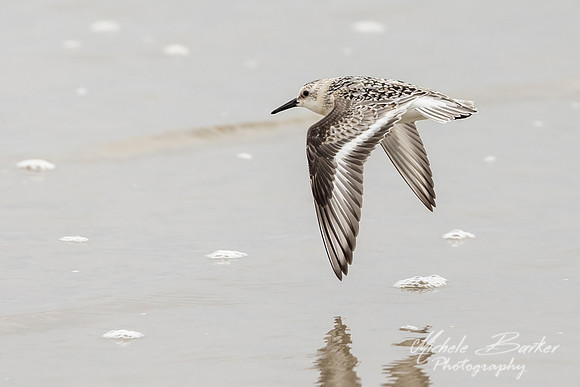 Semipalmated Sandpipers