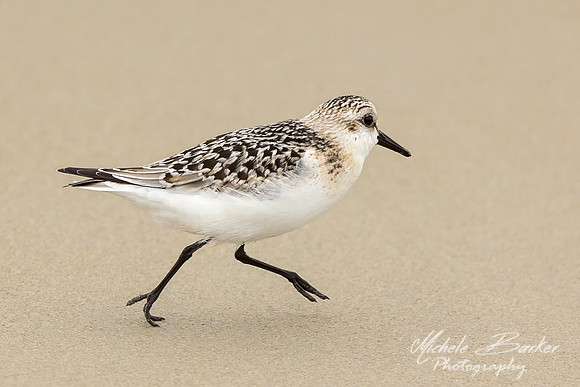 Semipalmated Sandpipers