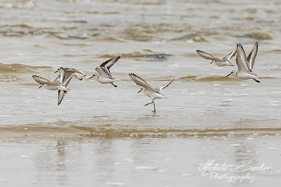 Semipalmated Sandpipers