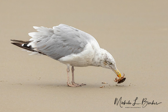 Gull with grab