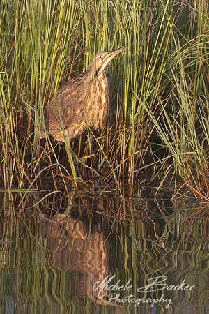 American Bittern - Adult Immature
